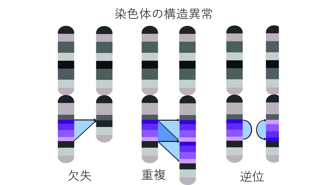 染色体構造異常微小欠失微小重複