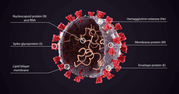 COVID-19ウイルス構造図のリアルな3Dイラスト。Corona Virus SARS-CoV-2、2019年nCoVウイルス・シーム。