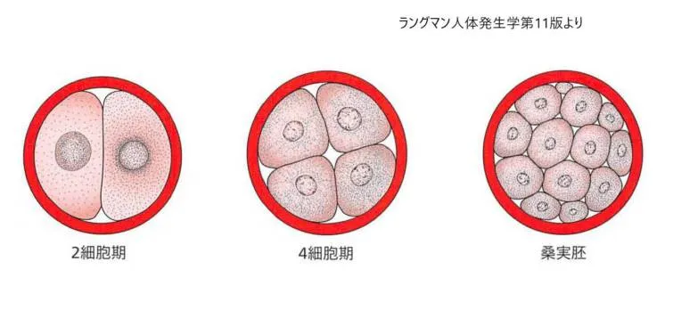 2細胞期から桑実胚