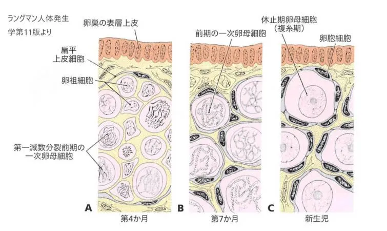 発生の種々の段階での卵巣