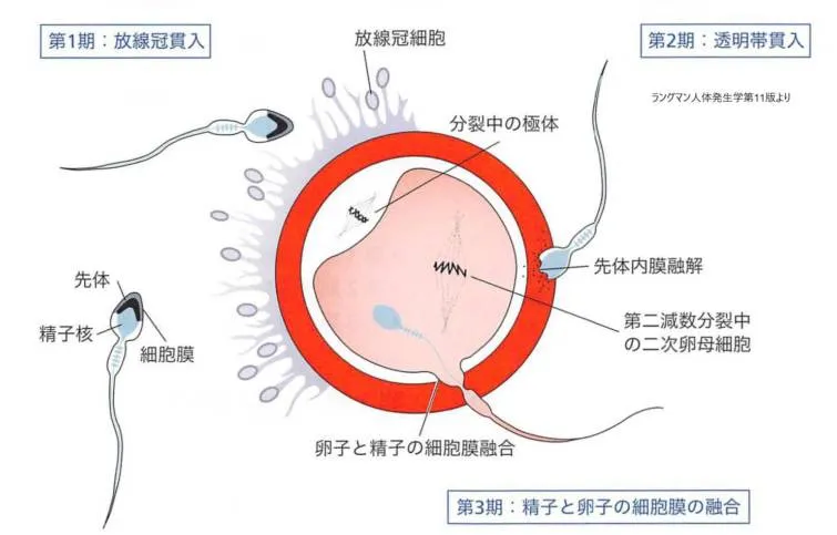 卵子貫通の3期を示す模式図