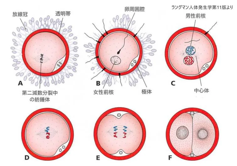 受精とその後の変化