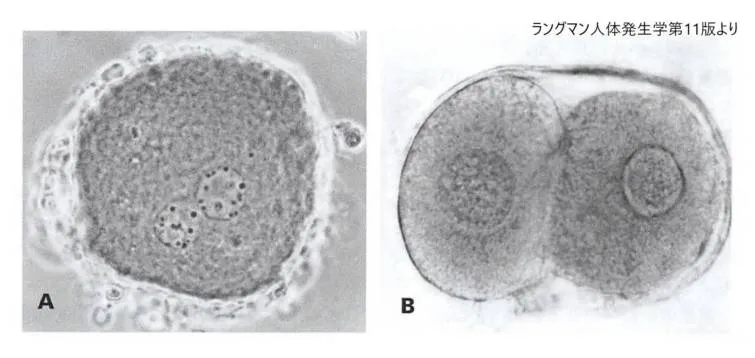 受精したヒト卵子