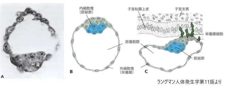 ヒト胚盤胞の切片