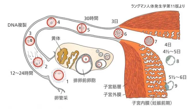 ヒトの発生第1週に起こる現象