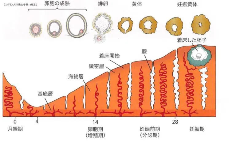 月経周期と子宮粘膜と着床