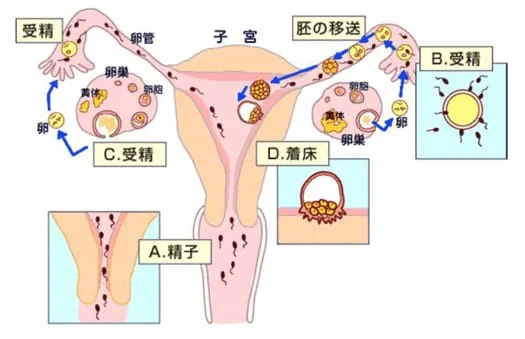 子宮の図