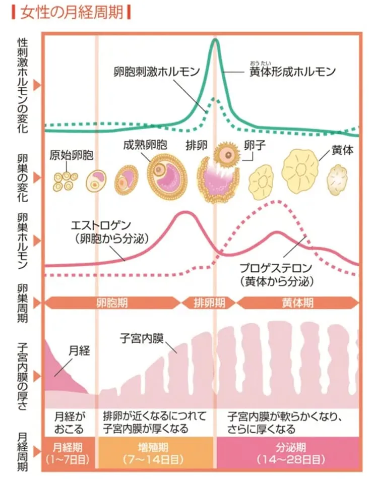 女性の月経周期